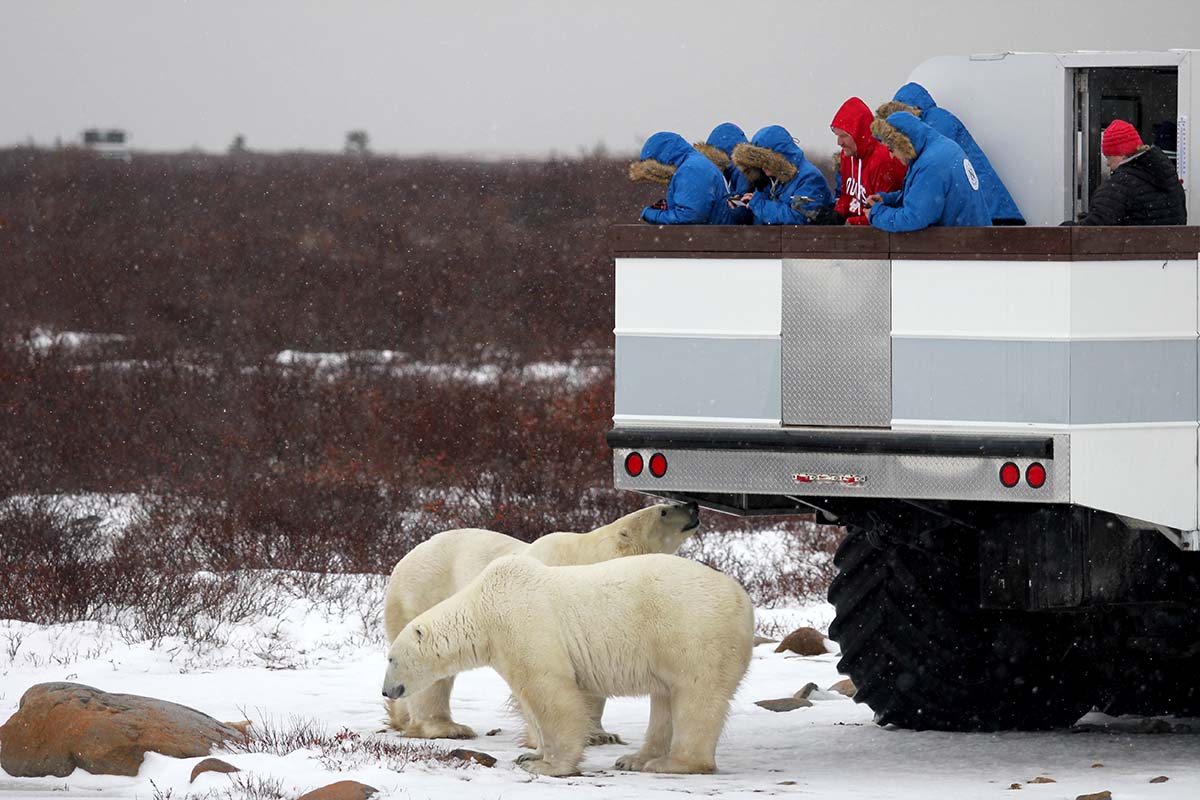 a80de474-f340-4c4f-9dc3-969e463d3fa0_Kelvin%20Polar%20Bears%201.jpg